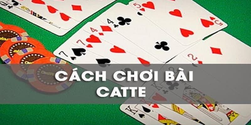 Các vòng đánh bài Catte chuẩn xác nhất 2024 