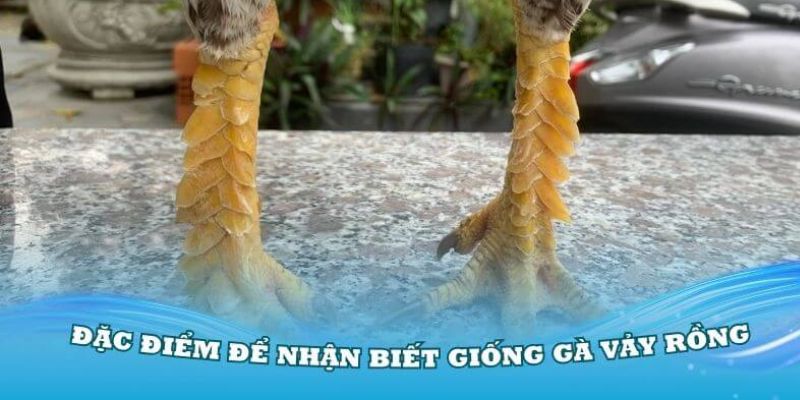 Giới thiệu sơ lược về gà vảy rồng